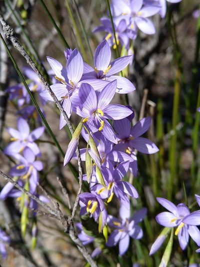 Geissorhiza purpurascens, photographed by Jacques van der Merwe