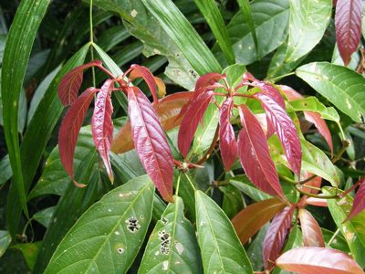Rockinghamia angustifolia, photographed by coenobita