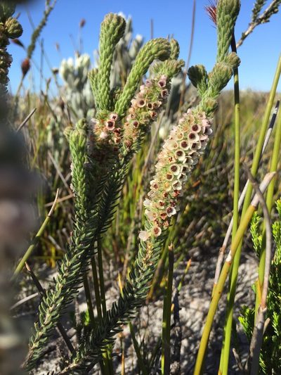 Erica pyxidiflora, photographed by Caroline Voget