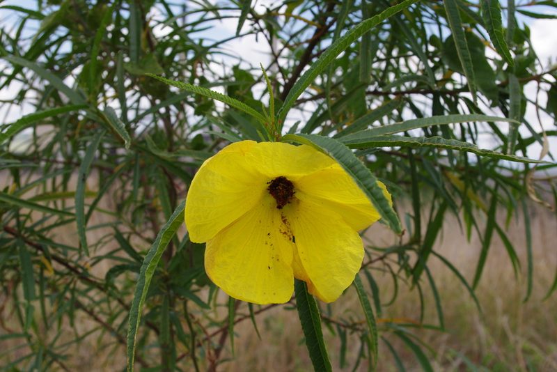 Sabdariffa divaricata, photographed by coenobita