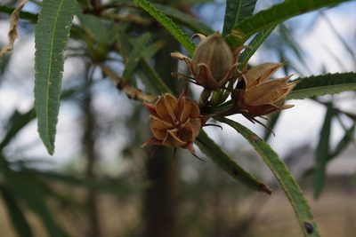 Sabdariffa divaricata, photographed by coenobita