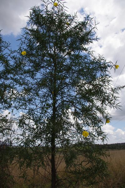 Sabdariffa divaricata, photographed by coenobita