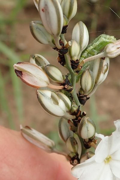 Chlorophytum angulicaule, photographed by Peter Warren