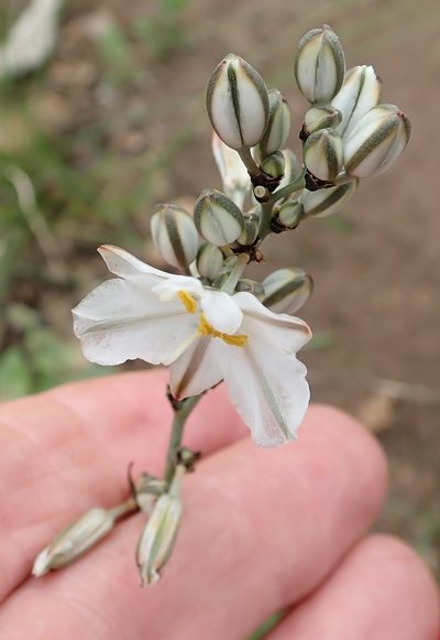 Chlorophytum angulicaule, photographed by Peter Warren