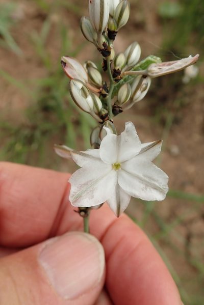 Chlorophytum angulicaule, photographed by Peter Warren