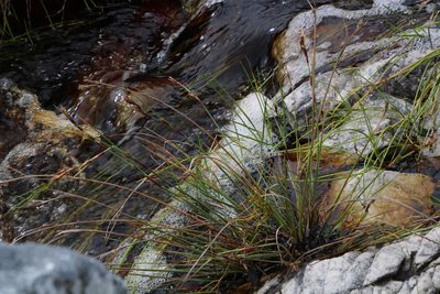 Cyathocoma hexandra, photographed by Tony Rebelo