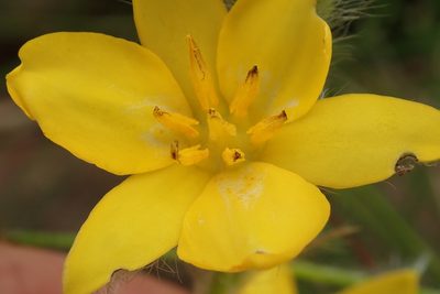 Hypoxis rigidula, photographed by Peter Warren