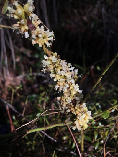 Cuscuta compacta, photographed by Vincent Weber