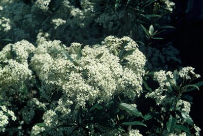 Olearia cheesemanii, photographed by Peter de Lange
