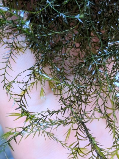 Fissidens fontanus, photographed by Alison Northup