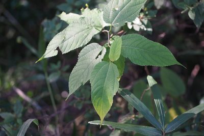 Broussonetia monoica, photographed by harum.koh