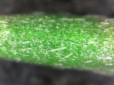 Leobordea digitata, photographed by Kevin Murray