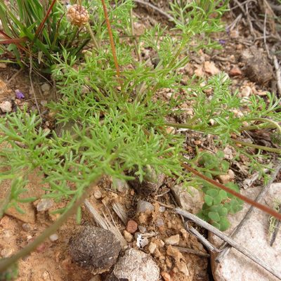 Ursinia chrysanthemoides, photographed by Christiaan Viljoen