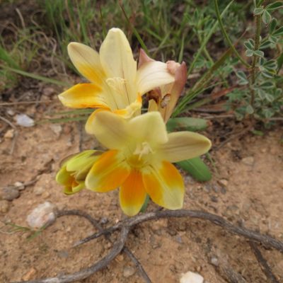 Freesia fergusoniae, photographed by Christiaan Viljoen
