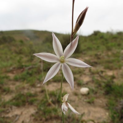Gladiolus stellatus, photographed by Christiaan Viljoen