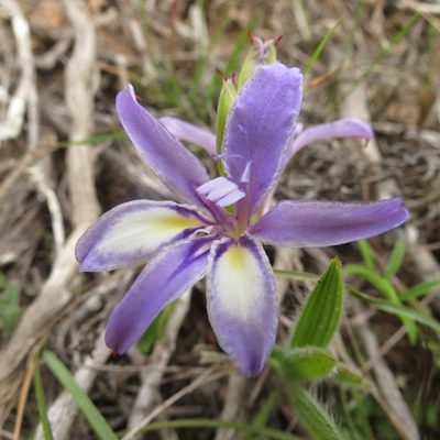Babiana fourcadei, photographed by Christiaan Viljoen