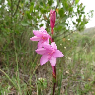 Watsonia laccata, photographed by Christiaan Viljoen
