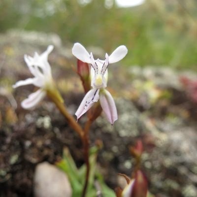 Disa sagittalis, photographed by Christiaan Viljoen