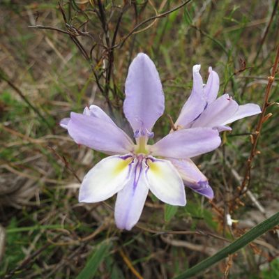 Babiana fourcadei, photographed by Christiaan Viljoen