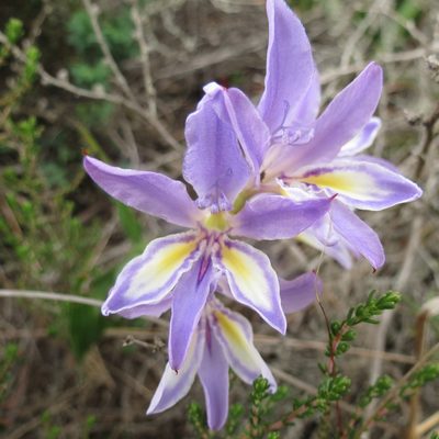 Babiana fourcadei, photographed by Christiaan Viljoen