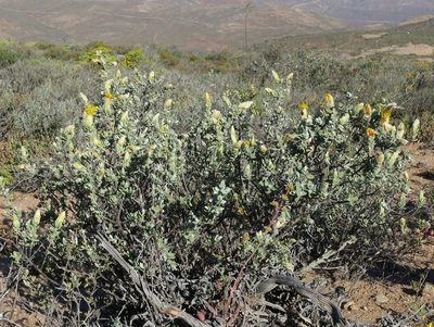 Pteronia ovalifolia, photographed by Kevin Murray