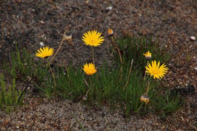 Ursinia tenuifolia, photographed by Tony Rebelo