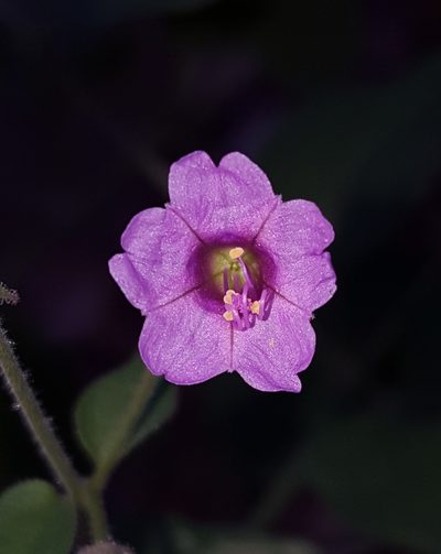 Mirabilis oxybaphoides, photographed by Alex Abair