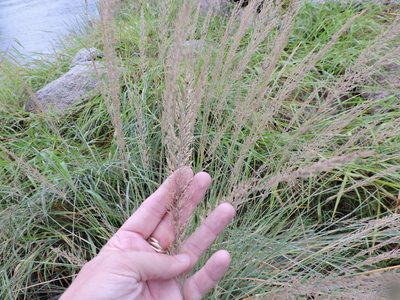 Muhlenbergia lindheimeri, photographed by Sam Kieschnick