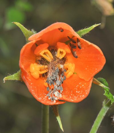 Nasa grandiflora, photographed by Morten Ross