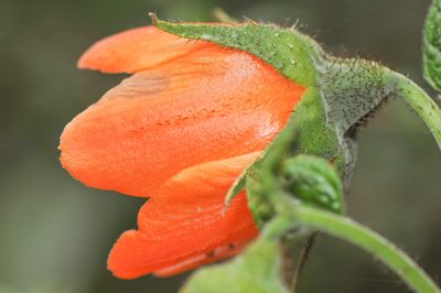 Nasa grandiflora, photographed by Morten Ross