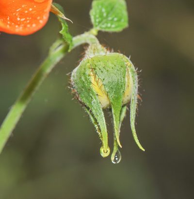 Nasa grandiflora, photographed by Morten Ross