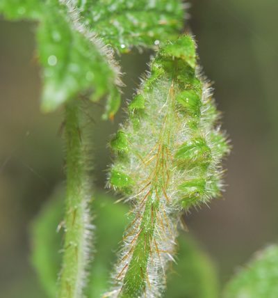 Nasa grandiflora, photographed by Morten Ross