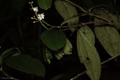 Miconia conorufescens, photographed by Ken-ichi Ueda