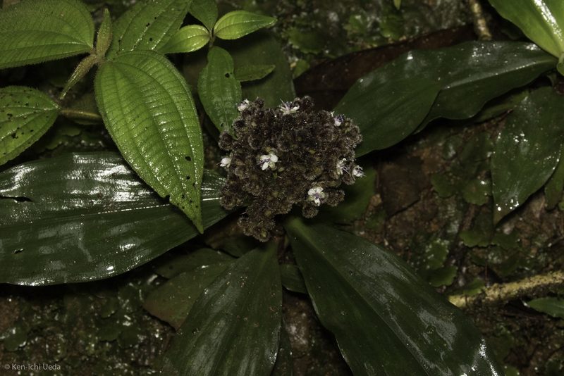 Floscopa robusta, photographed by Ken-ichi Ueda
