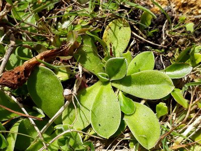 Craspedia minor, photographed by Peter de Lange