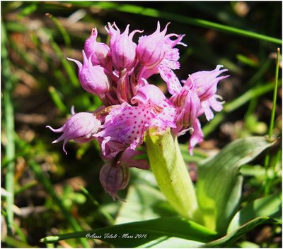 Neotinea lactea, photographed by Aissa Djamel Filali
