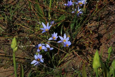 Romulea tabularis, photographed by Tony Rebelo