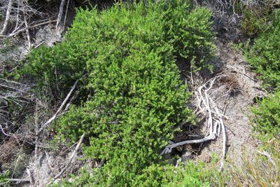 Cliffortia subsetacea, photographed by Paul Emms