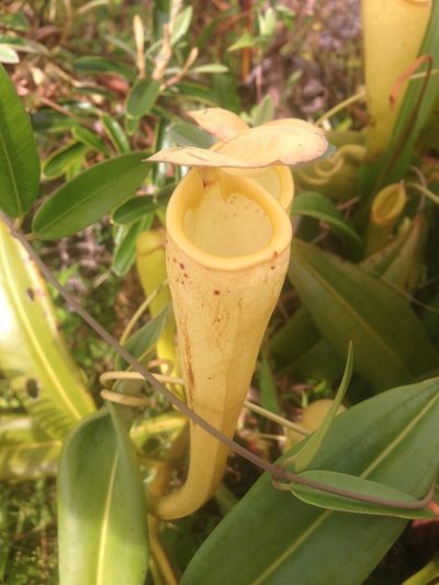 Nepenthes madagascariensis, photographed by Nick Newberry