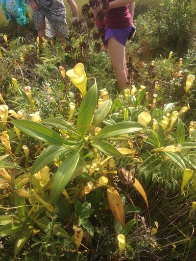 Nepenthes madagascariensis, photographed by Nick Newberry