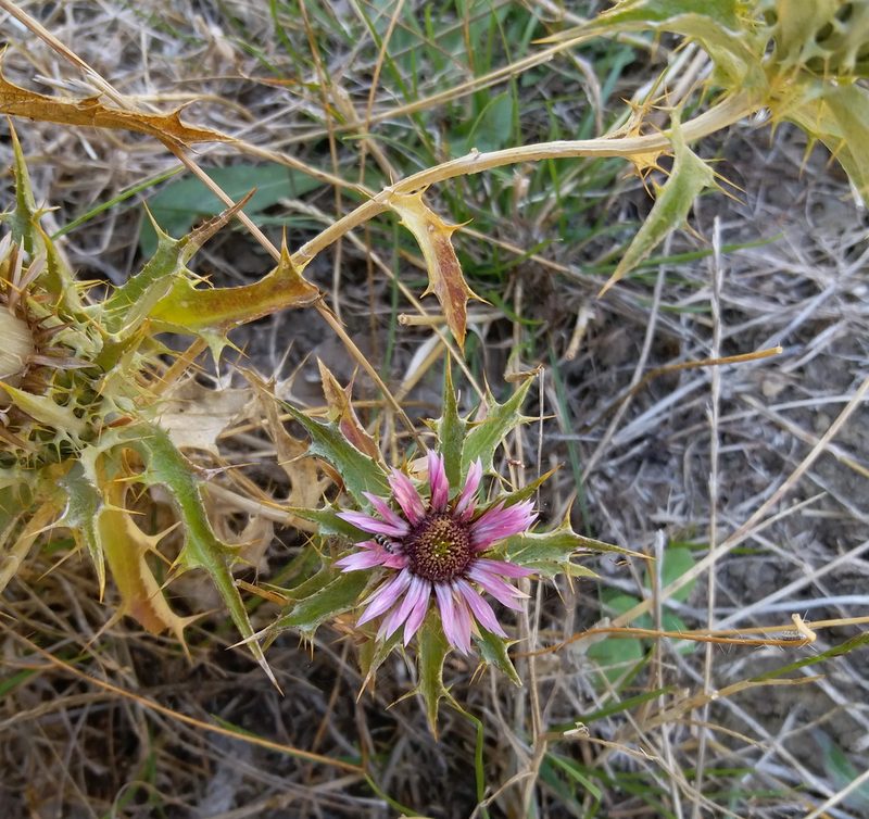 Carlina lanata, photographed by Aissa Djamel Filali
