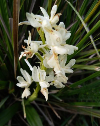 Orchis laeta, photographed by Aissa Djamel Filali
