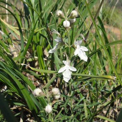 Teucrium pseudochamaepitys, photographed by Aissa Djamel Filali