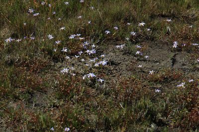 Romulea tabularis, photographed by Tony Rebelo