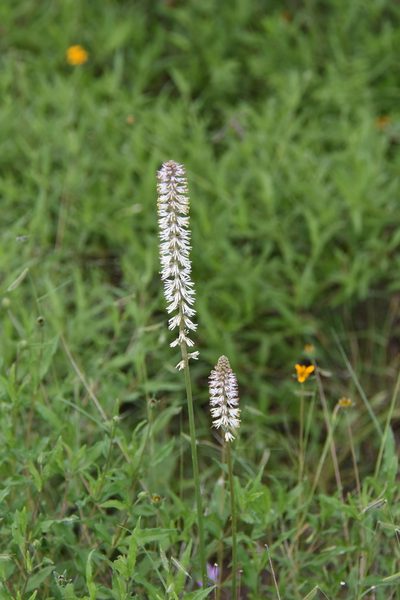 Schoenocaulon ghiesbreghtii, photographed by Mike Duran