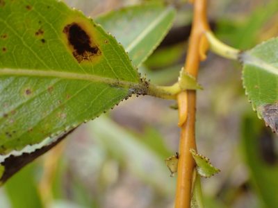 Salix lucida, photographed by Allan Harris