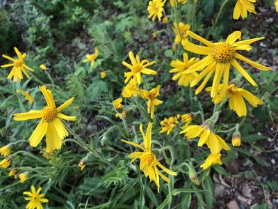 Arnica lonchophylla, photographed by Jason Grant