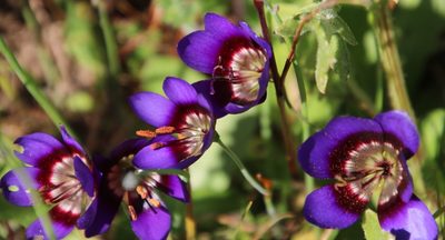 Geissorhiza monanthos, photographed by Tony Rebelo