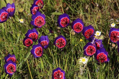 Geissorhiza radians, photographed by Tony Rebelo