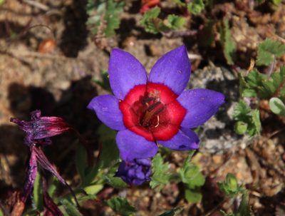 Babiana rubrocyanea, photographed by Tony Rebelo